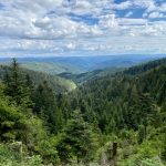 Blick über den Schwarzwald